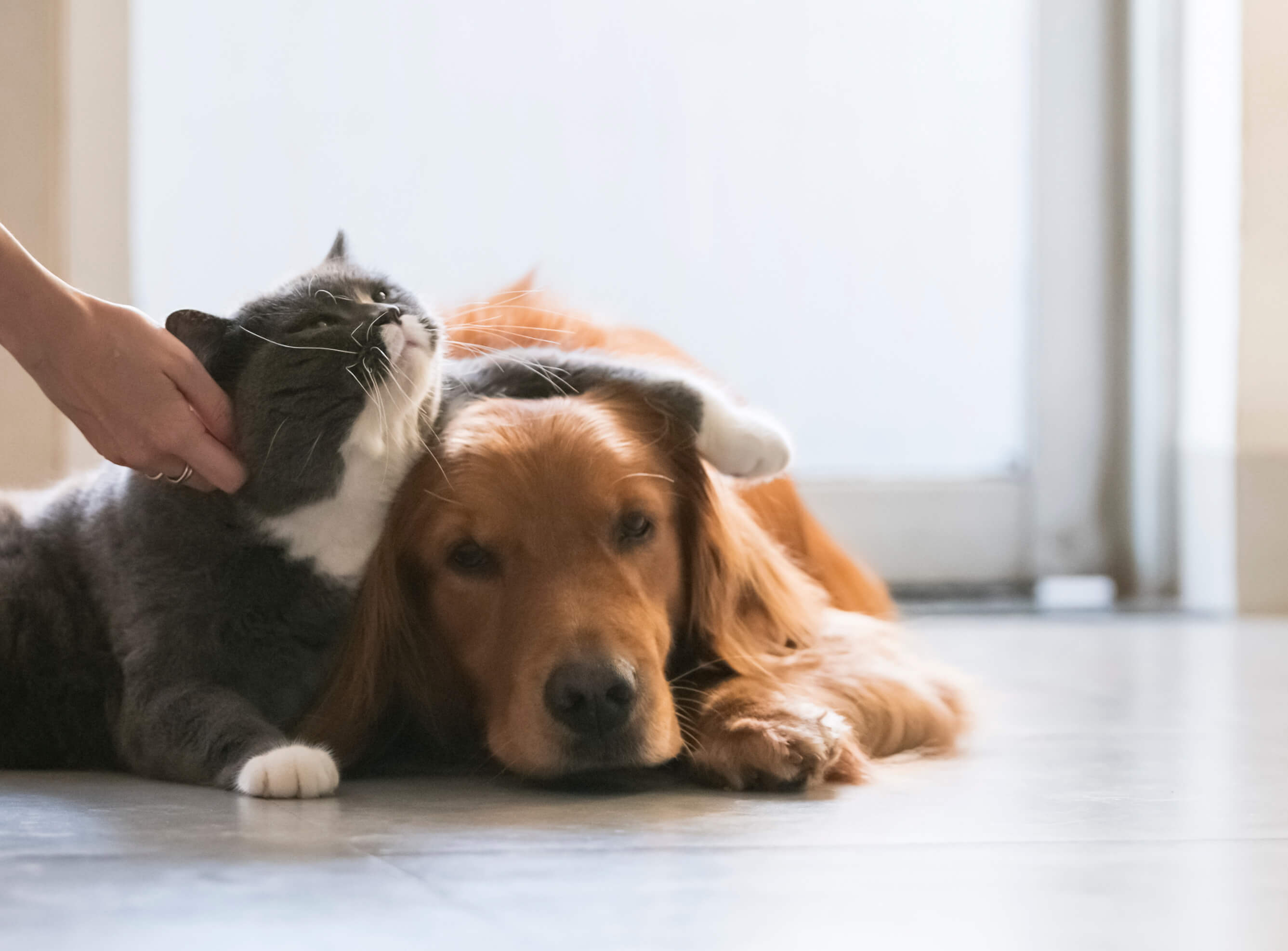 Brisbane Behaviour Vet Australia